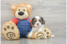 Akc Registered Cavalier King Charles Spaniel Baby