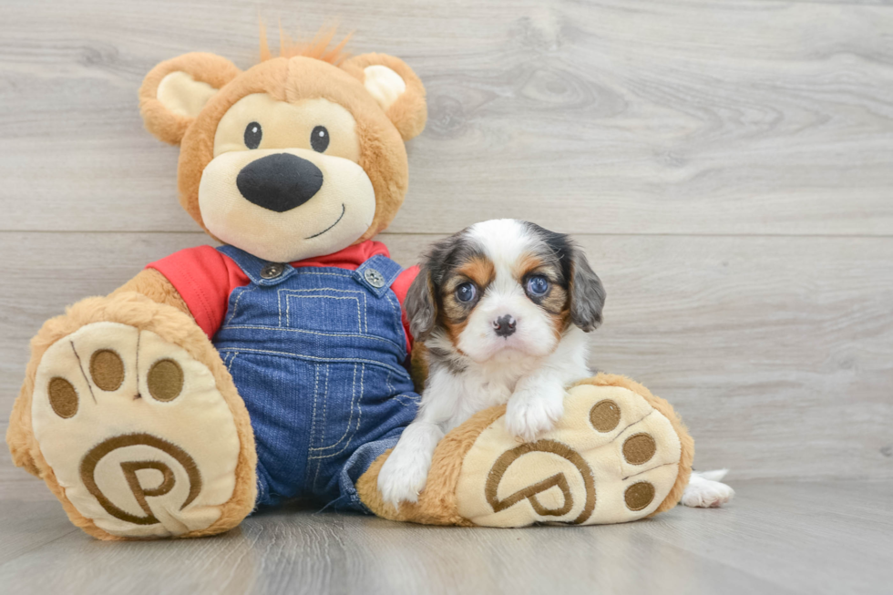 Akc Registered Cavalier King Charles Spaniel Baby