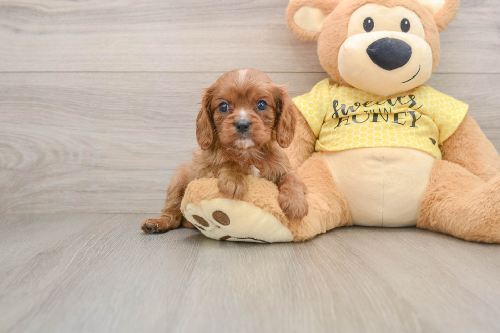 Cavalier King Charles Spaniel Puppy for Adoption