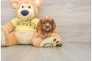 Best Cavalier King Charles Spaniel Baby