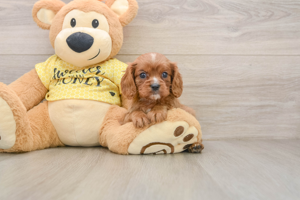 Best Cavalier King Charles Spaniel Baby