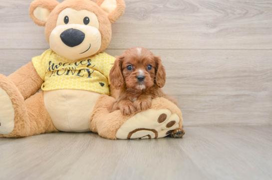 Best Cavalier King Charles Spaniel Baby