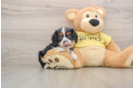 Funny Cavalier King Charles Spaniel Purebred Pup