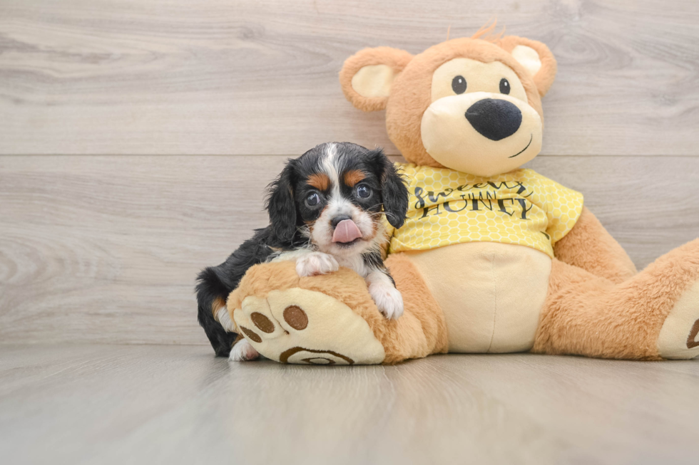 Funny Cavalier King Charles Spaniel Purebred Pup