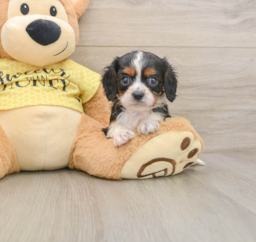 7 week old Cavalier King Charles Spaniel Puppy For Sale - Florida Fur Babies