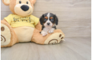 Best Cavalier King Charles Spaniel Baby