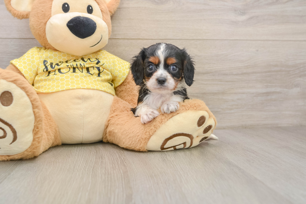 Best Cavalier King Charles Spaniel Baby