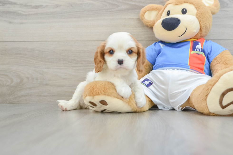 Hypoallergenic Cavalier King Charles Spaniel Baby