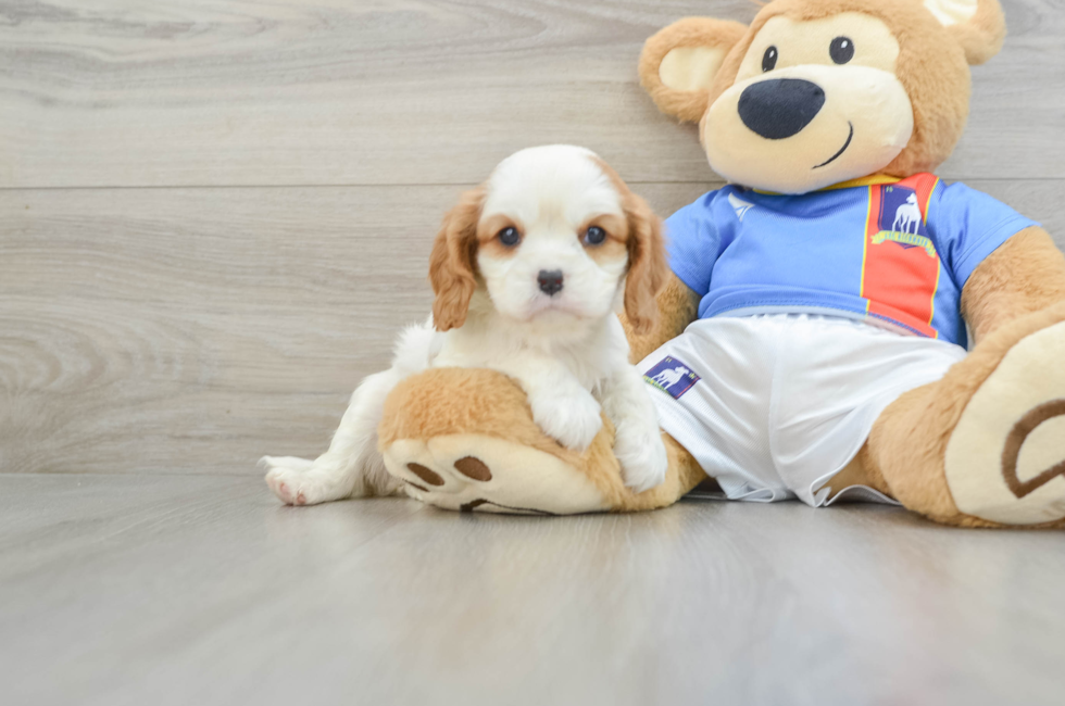 5 week old Cavalier King Charles Spaniel Puppy For Sale - Florida Fur Babies