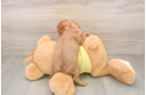 Best Cavalier King Charles Spaniel Baby