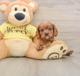 6 week old Cavalier King Charles Spaniel Puppy For Sale - Florida Fur Babies