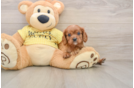 Cute Cavalier Purebred Puppy
