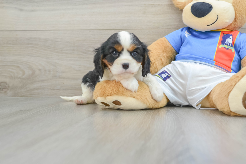 Little Cavalier King Charles Spaniel Baby