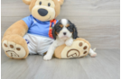 Cavalier King Charles Spaniel Pup Being Cute