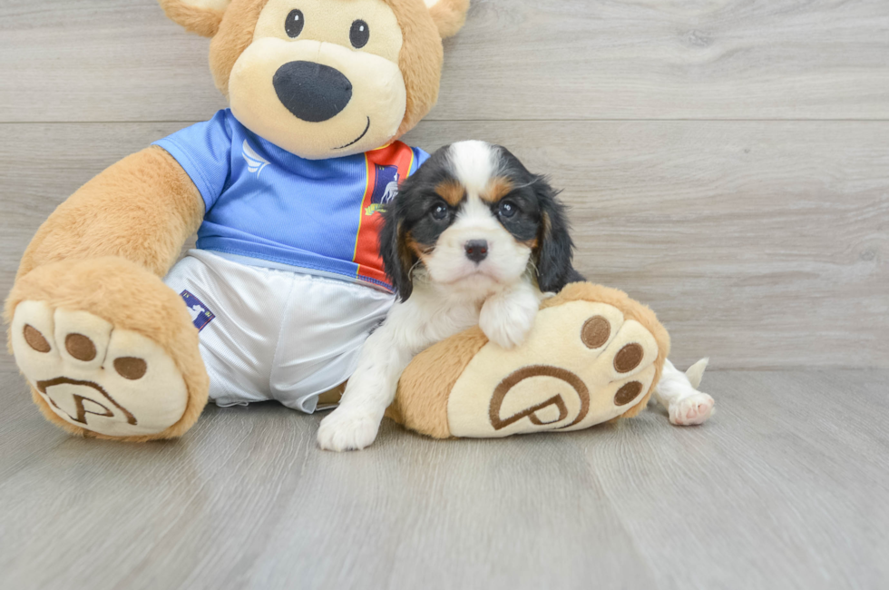 5 week old Cavalier King Charles Spaniel Puppy For Sale - Florida Fur Babies