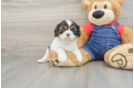 Funny Cavalier King Charles Spaniel Baby