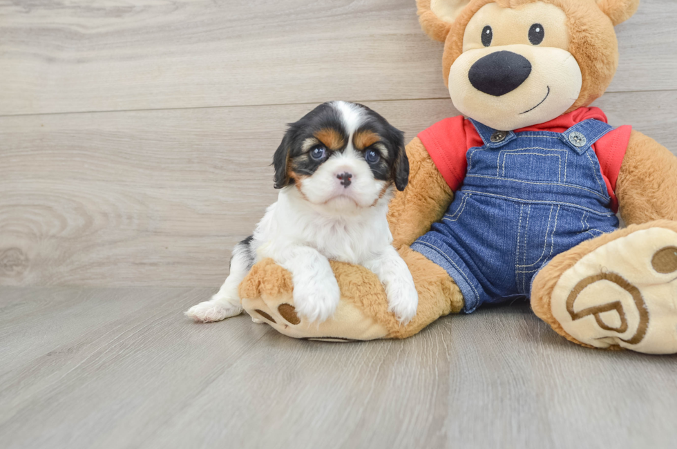 6 week old Cavalier King Charles Spaniel Puppy For Sale - Florida Fur Babies