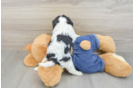 Cavalier King Charles Spaniel Pup Being Cute