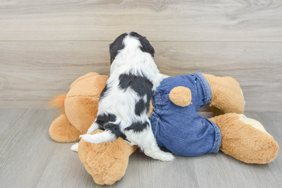 Cavalier King Charles Spaniel Pup Being Cute