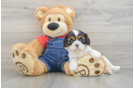 Cavalier King Charles Spaniel Puppy for Adoption
