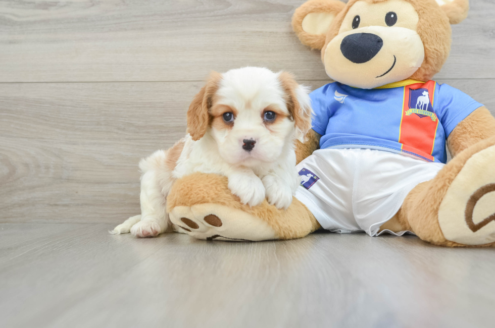 5 week old Cavalier King Charles Spaniel Puppy For Sale - Florida Fur Babies