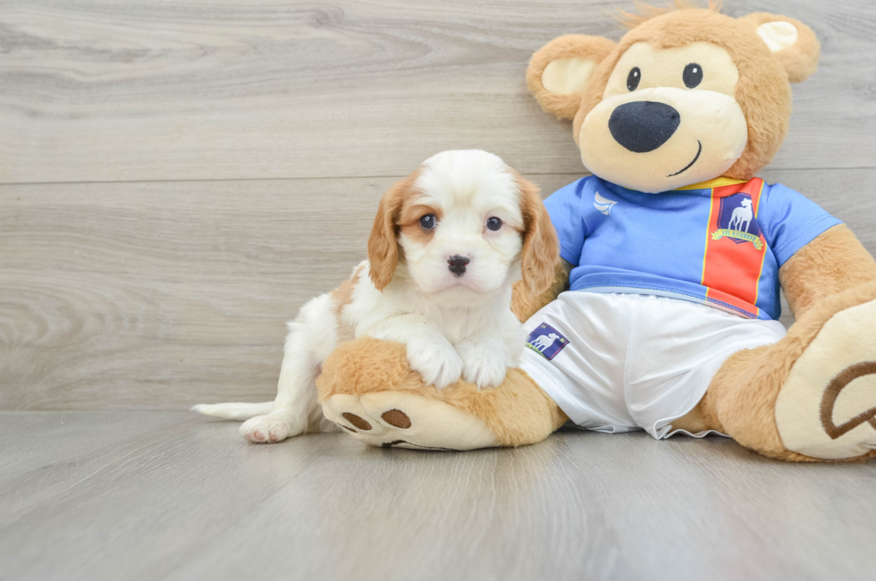 5 week old Cavalier King Charles Spaniel Puppy For Sale - Florida Fur Babies