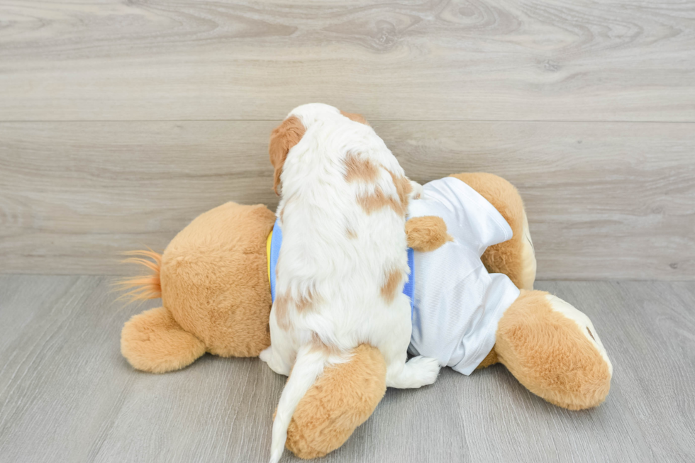 Cavalier King Charles Spaniel Pup Being Cute