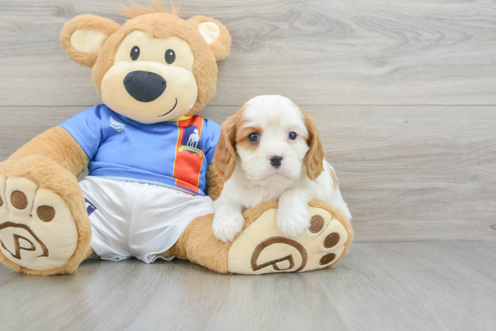 Cavalier King Charles Spaniel Pup Being Cute