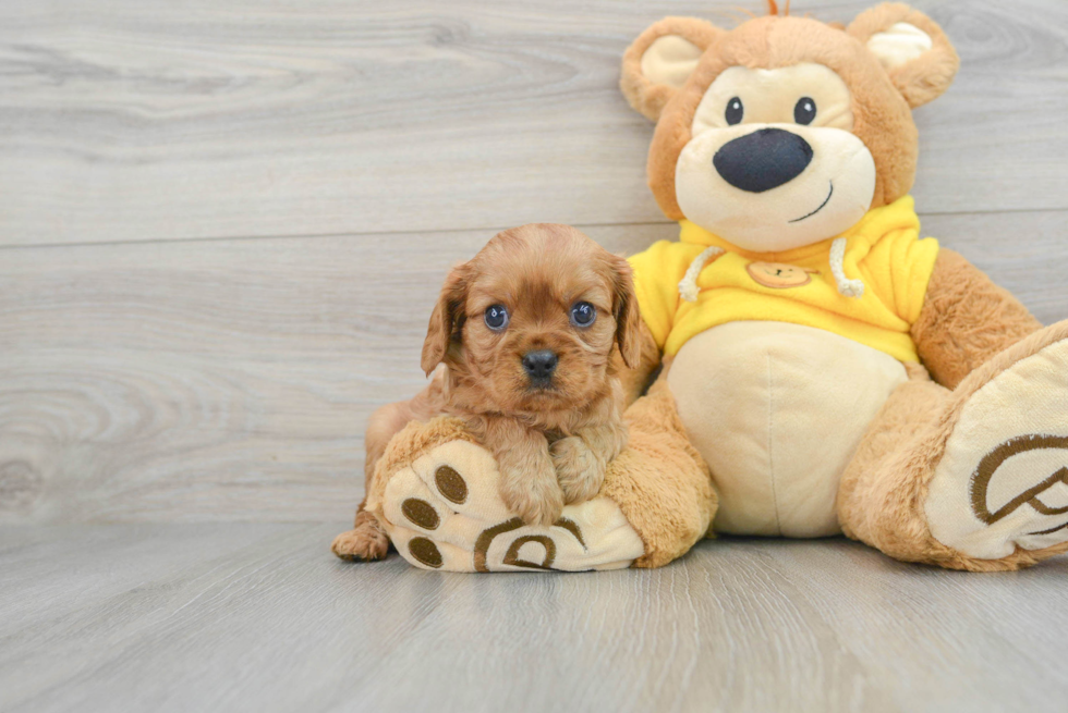 Cavalier King Charles Spaniel Pup Being Cute