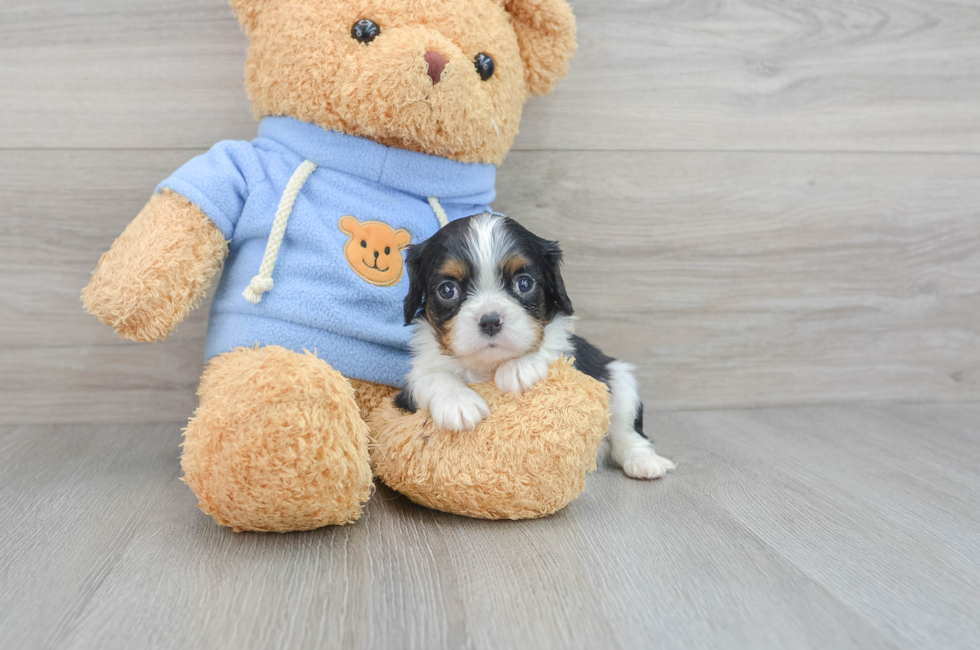 6 week old Cavalier King Charles Spaniel Puppy For Sale - Florida Fur Babies