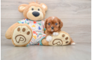 Small Cavalier King Charles Spaniel Baby