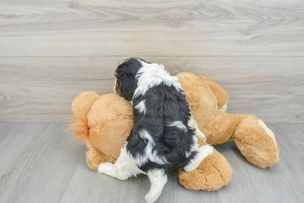 Best Cavalier King Charles Spaniel Baby