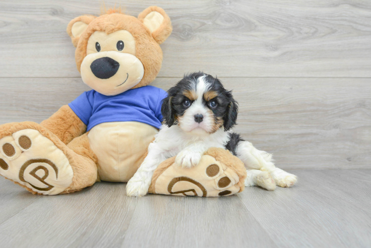 Little Cavalier King Charles Spaniel Baby