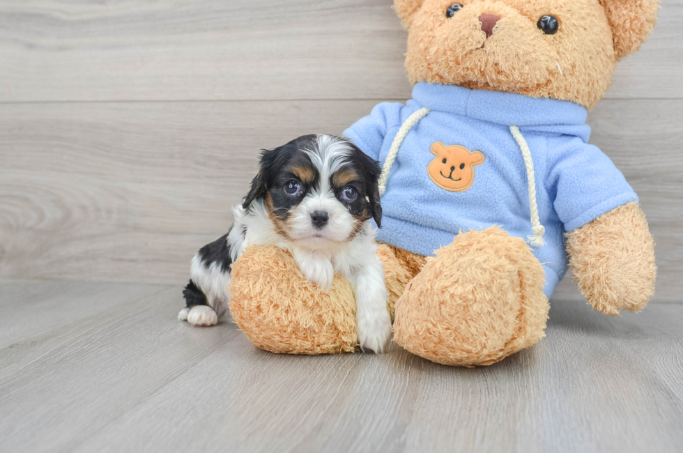 6 week old Cavalier King Charles Spaniel Puppy For Sale - Florida Fur Babies