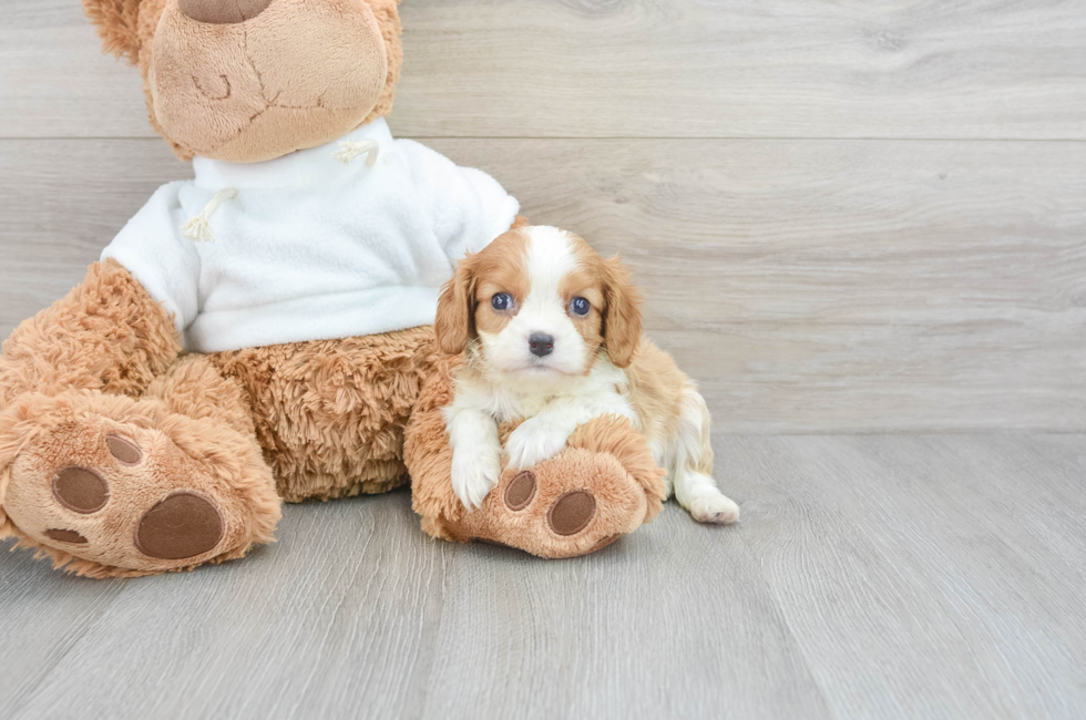 5 week old Cavalier King Charles Spaniel Puppy For Sale - Florida Fur Babies