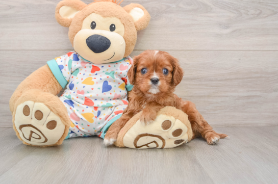 Playful Cavalier King Charles Spaniel Baby
