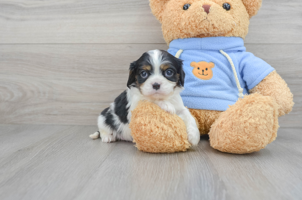 6 week old Cavalier King Charles Spaniel Puppy For Sale - Florida Fur Babies