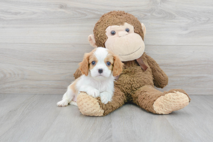 Cute Cavalier King Charles Spaniel Purebred Puppy