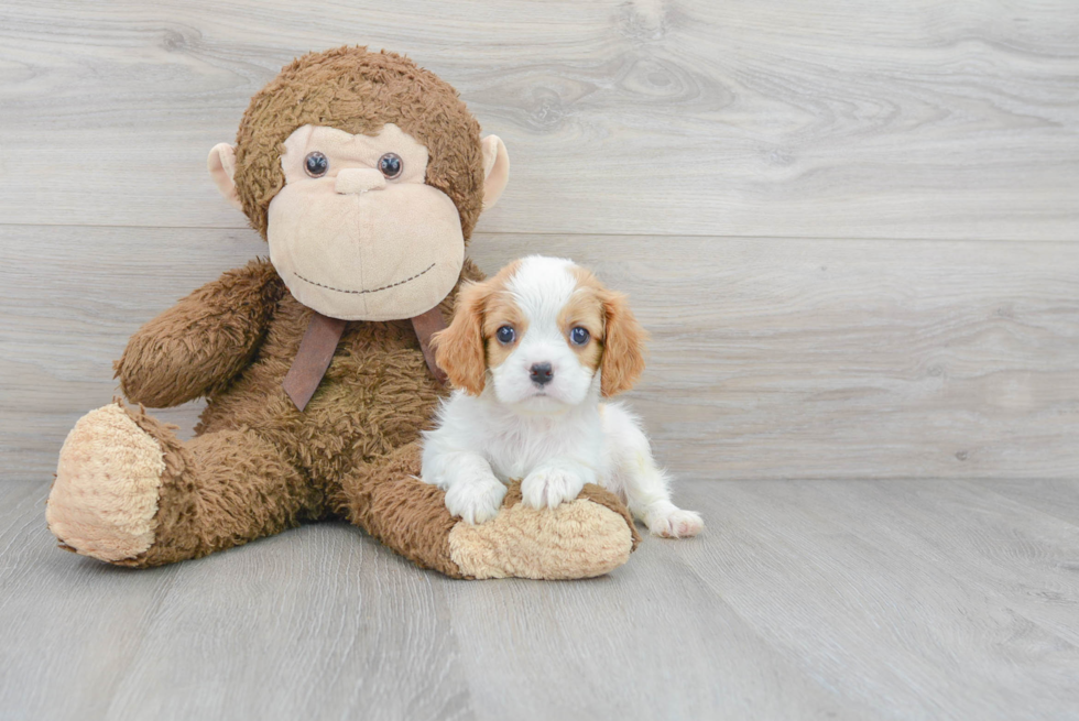 Best Cavalier King Charles Spaniel Baby