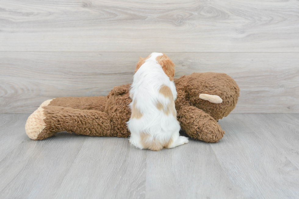 Cute Cavalier King Charles Spaniel Purebred Puppy