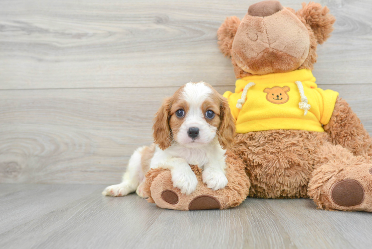 Best Cavalier King Charles Spaniel Baby