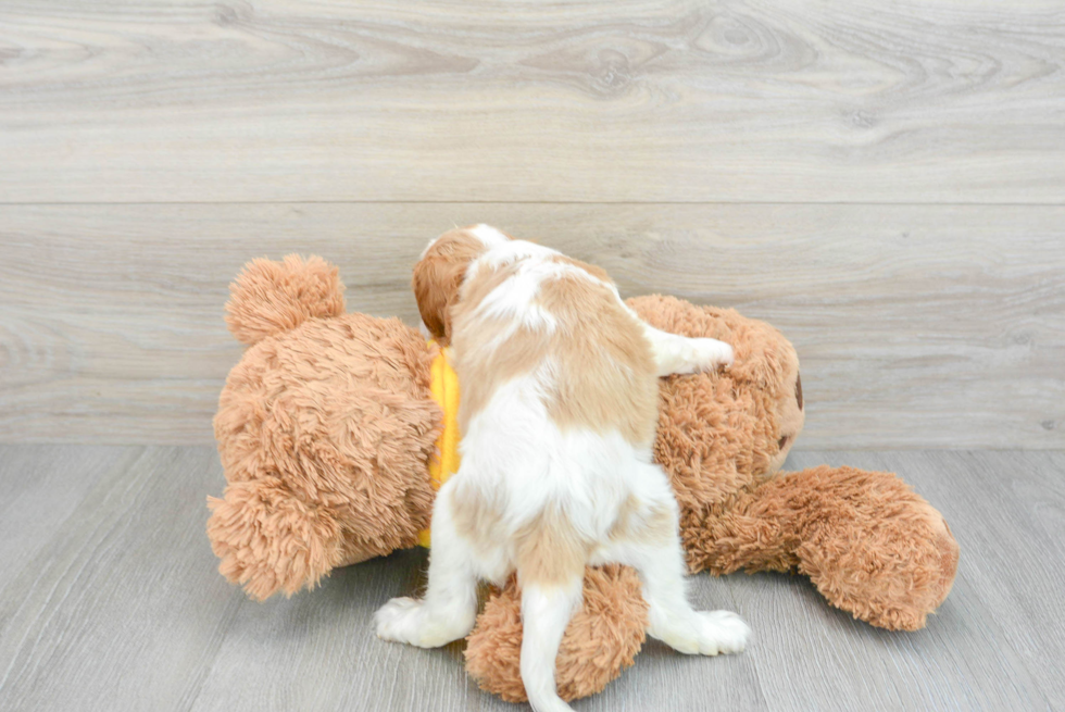 Energetic Cavalier King Charles Spaniel Purebred Puppy