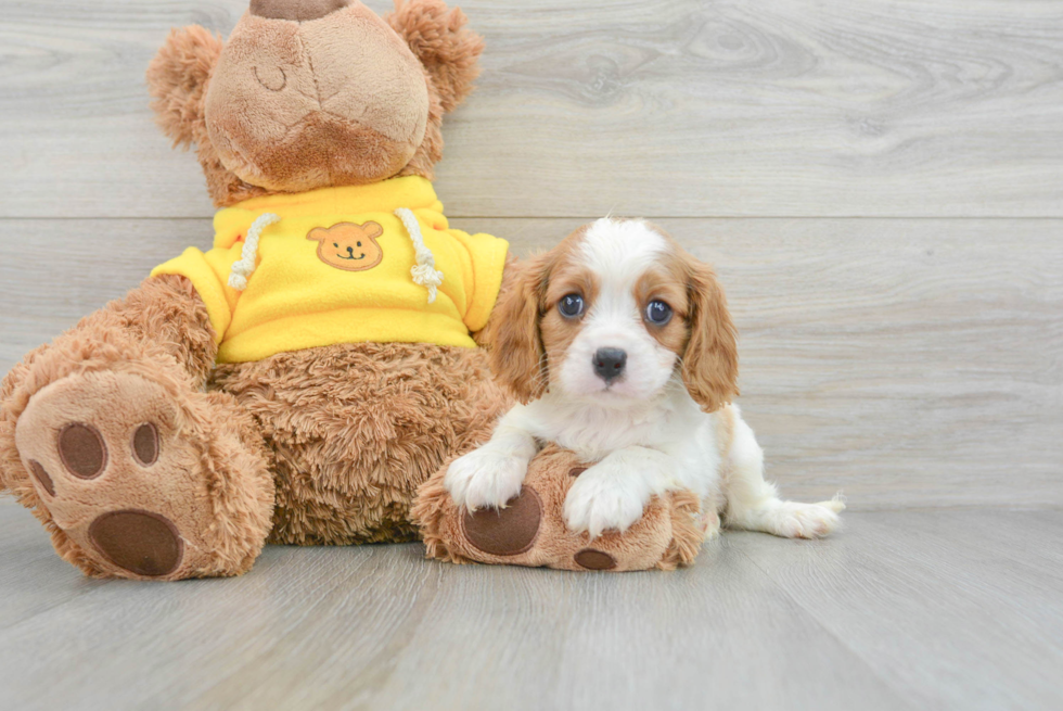 Best Cavalier King Charles Spaniel Baby