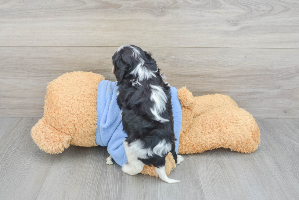 Petite Cavalier King Charles Spaniel Purebred Puppy