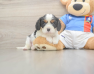 5 week old Cavalier King Charles Spaniel Puppy For Sale - Florida Fur Babies