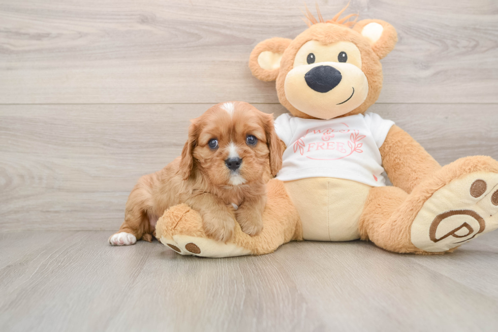 Funny Cavalier King Charles Spaniel Baby