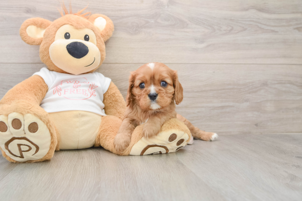Cavalier King Charles Spaniel Pup Being Cute