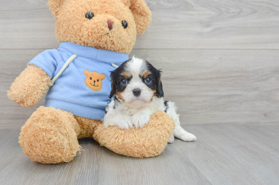 8 week old Cavalier King Charles Spaniel Puppy For Sale - Florida Fur Babies
