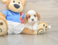 5 week old Cavalier King Charles Spaniel Puppy For Sale - Florida Fur Babies