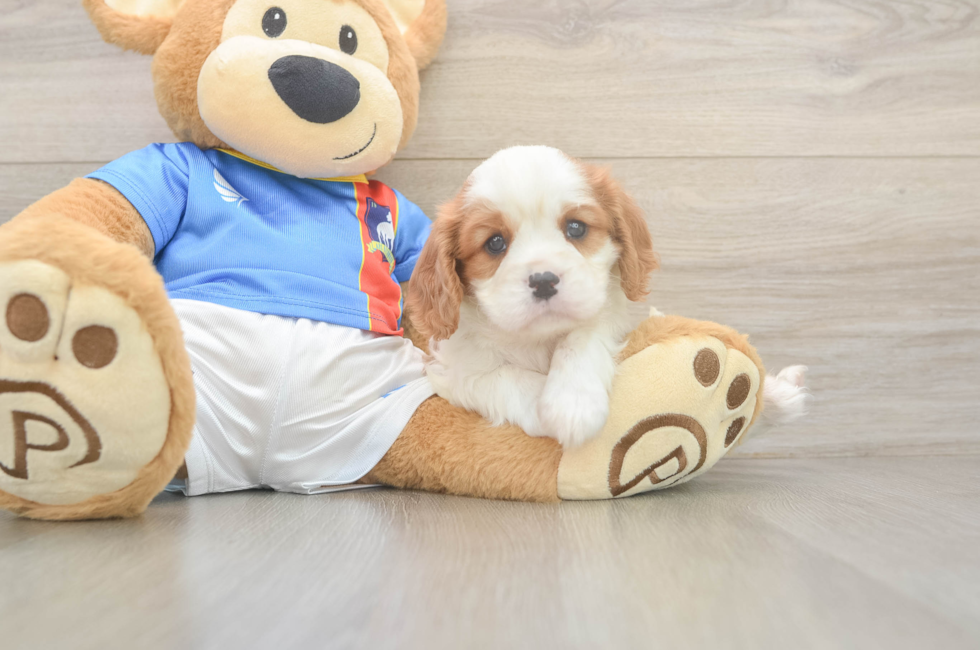 6 week old Cavalier King Charles Spaniel Puppy For Sale - Florida Fur Babies